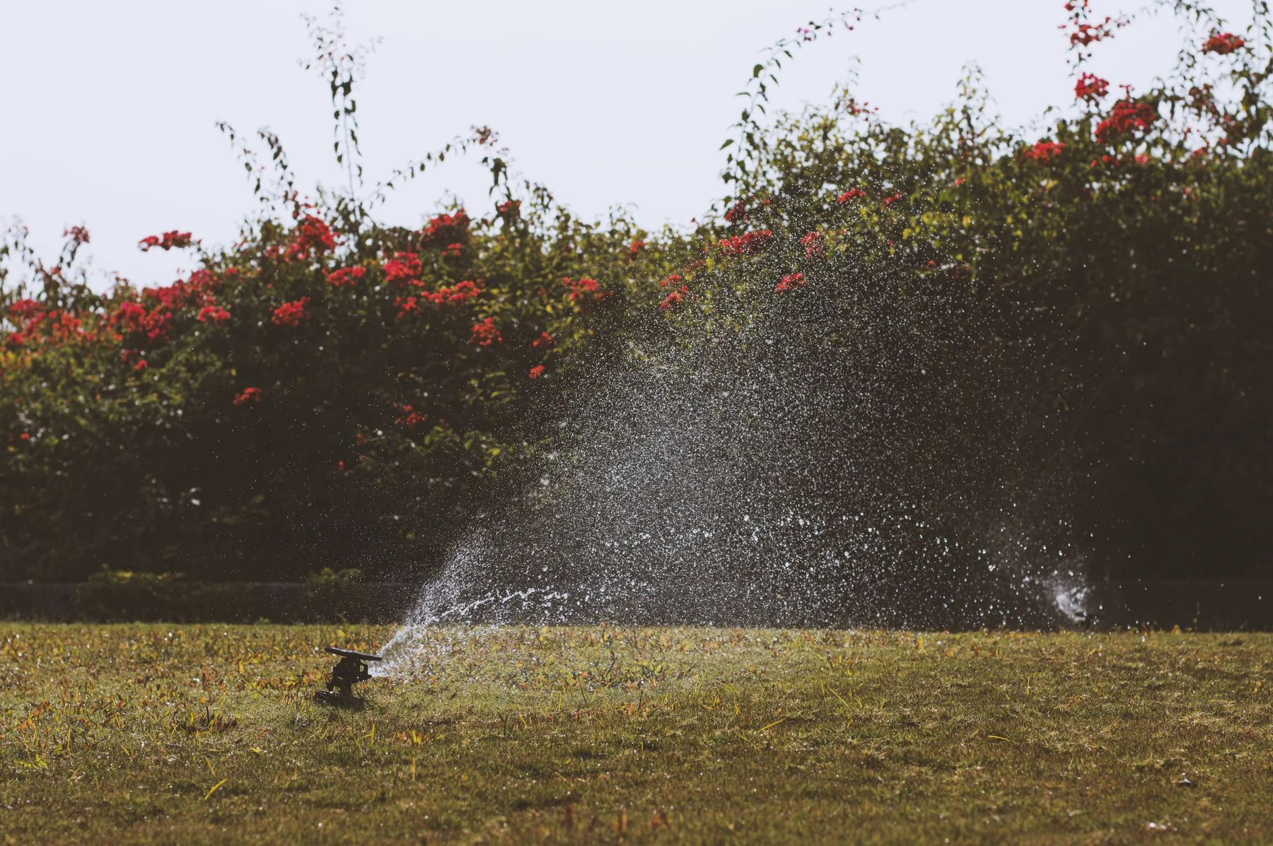 Sprinkler irrigation (service reference) — صورة مرجعية للخدمة وليست مشروعًا منفذًا باسم VQX